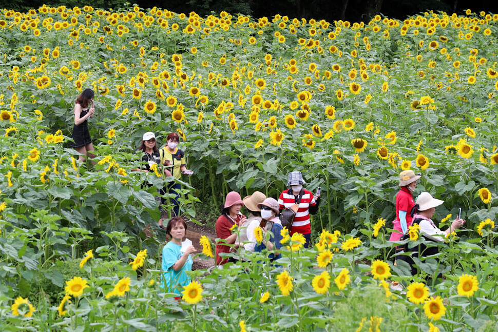 People walk through fields of sunflowers at the Taebaek Sunflower Festival in Guwau Village, Gangwon Province, on July 24. (Kim Jung-hyo/The Hankyoreh)