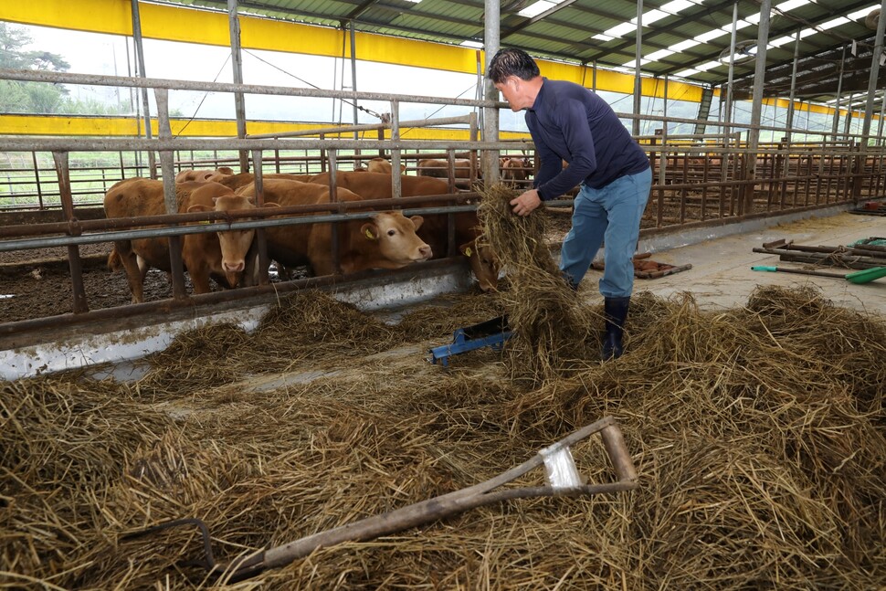 충남 아산의 유기농 농장에서 소들에게 건초를 잘라 먹이고 있다.