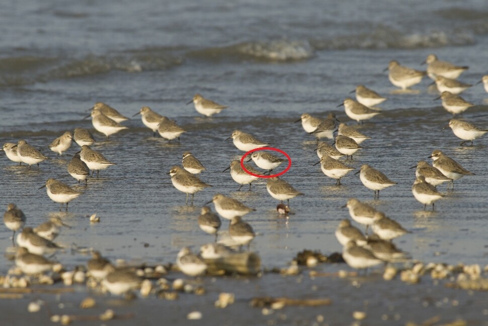 넓적부리도요가 다른 도요새들과 함께 있으면 구별하기가 어렵다. 붉은 원이 넓적부리도요로 다른 도요새보다 덩치가 작고 부리가 짧다.