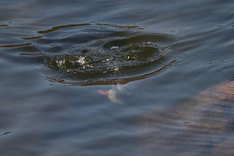 물속에서 사냥감을 찾는 호사비오리.