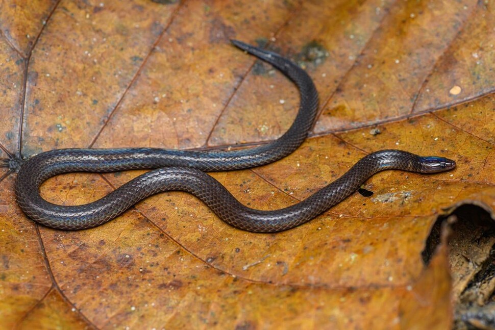 꼬마갈대뱀은 동남아 열대림의 낙엽 밑 등에 숨어지내는 작고. 소심한 야행성 뱀이다. 타이 국립공원 제공.