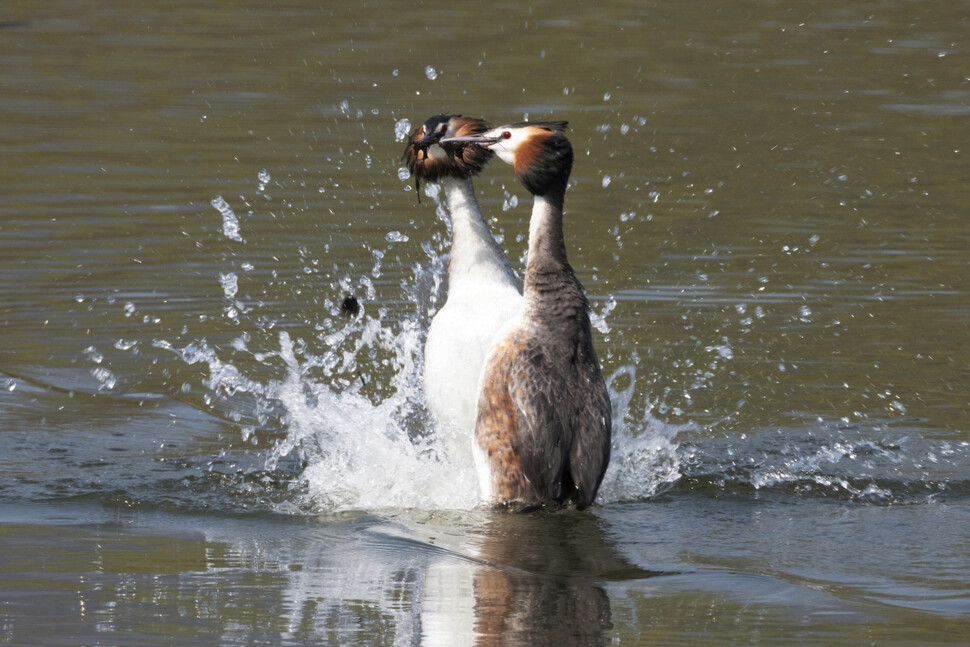 뿔논병아리 암컷과 수컷이 물속에서 수초를 물고 나와 달려들며 배치기를 한다.