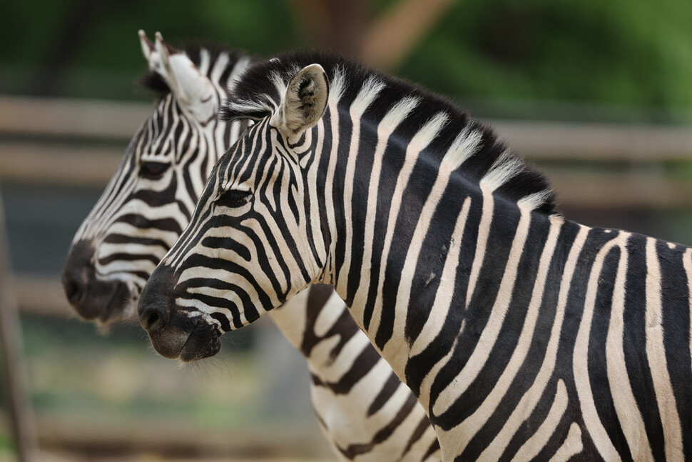 Zebras stand in pairs.  Reporter Park Jong-shik