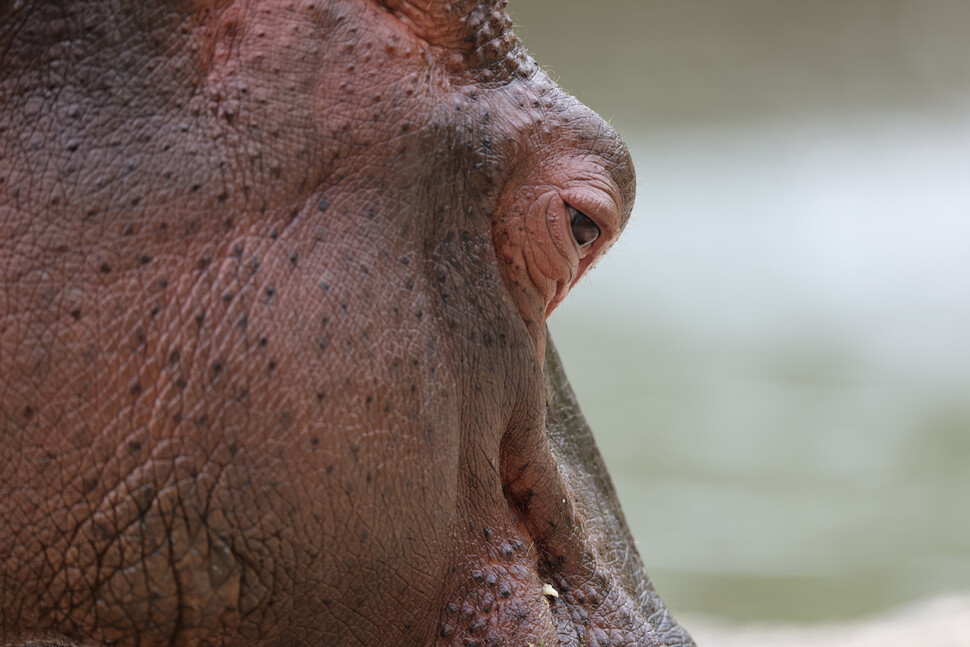 hippopotamus is feeding  Reporter Park Jong-shik