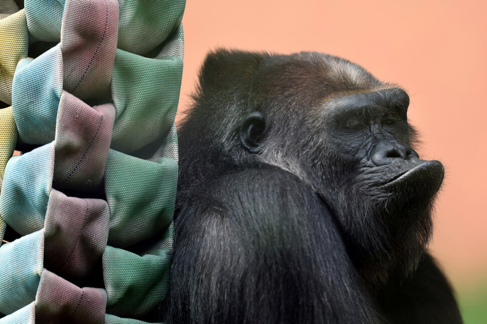 A lowland gorilla sticks out its lower lip at the gaze of spectators.  Reporter Park Jong-shik