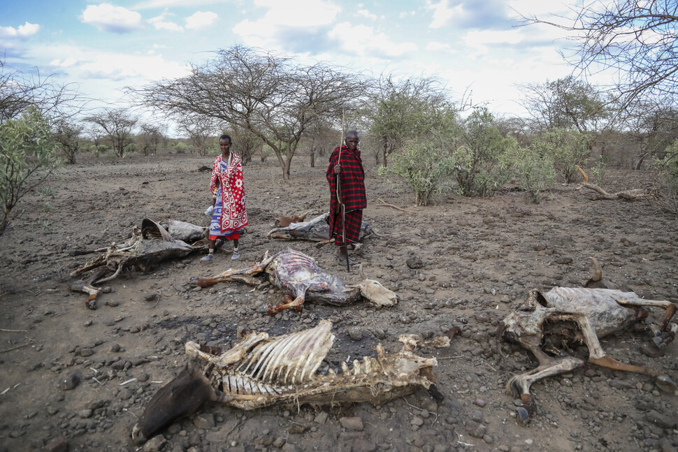 2022년 11월 케냐의 마가디호수 부근 마을의 참상. 오른쪽 주민은 가뭄으로 소 100마리를, 왼쪽 여성도 소 40마리를 잃었다고 한다. AP 연합뉴스
