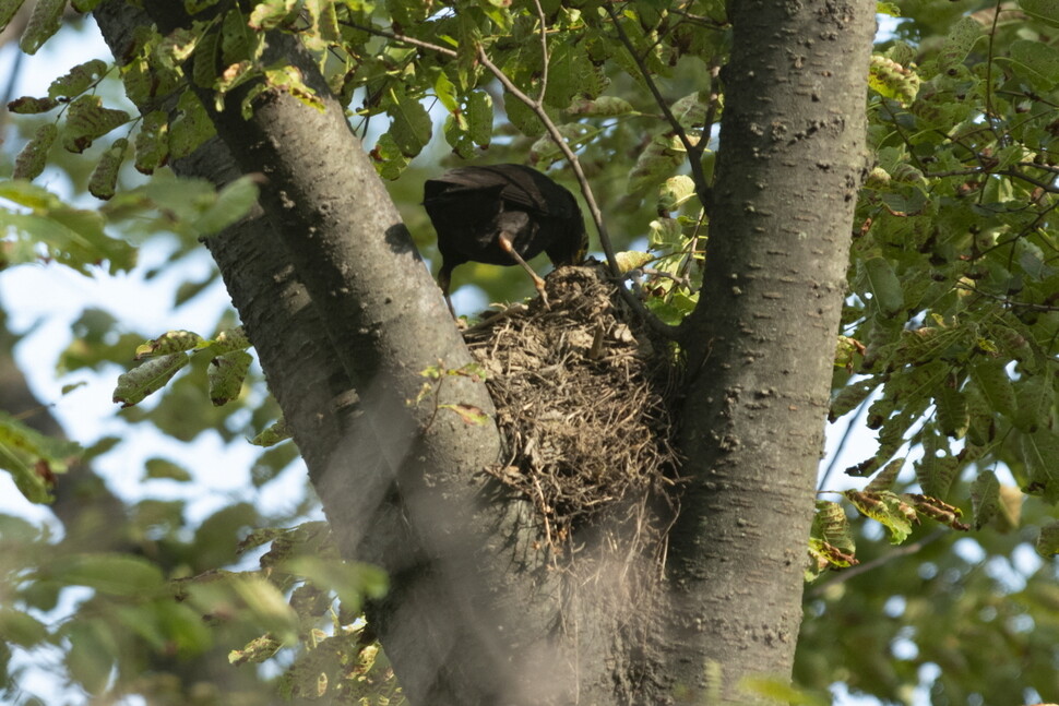 대륙검은지빠귀가 둥지에서 먹이를 주고 있지만 새끼는 보이지 않는다.