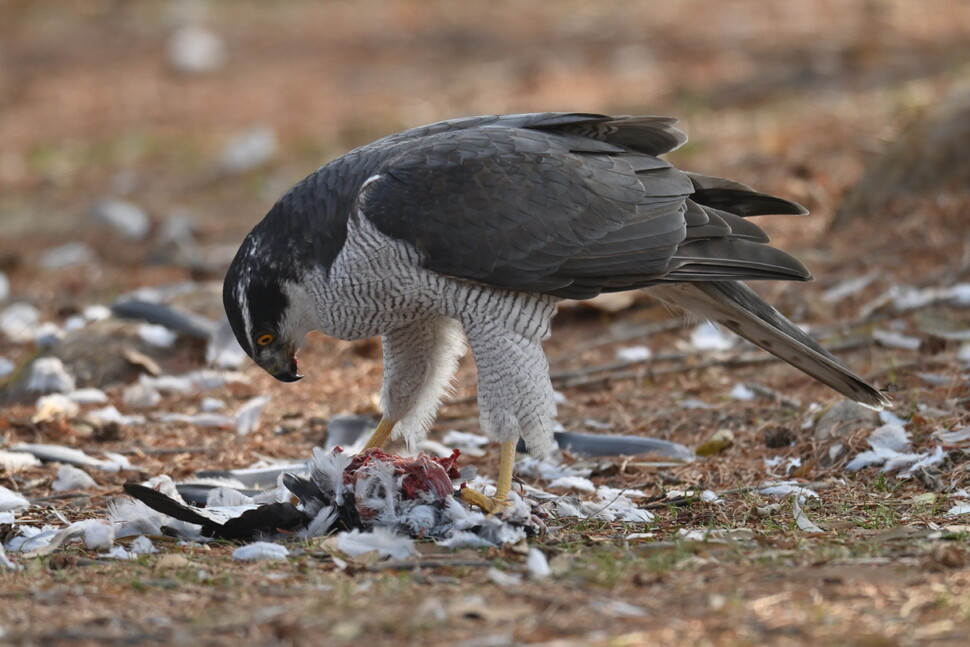 올림픽공원에서 참매에게 습격당한 비둘기의 모습.