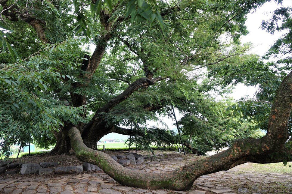 2023년 7월13일 경남 의령군 칠곡면 신포마을 느티나무 노거수. 2m 넘는 아름드리 줄기가 땅을 기어가며 자랐다. 김양진 기자