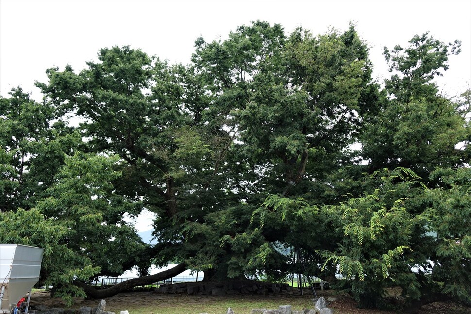 신포마을 느티나무. 2m 넘는 아름드리 줄기가 땅을 기어가며 자랐다. 김양진 기자