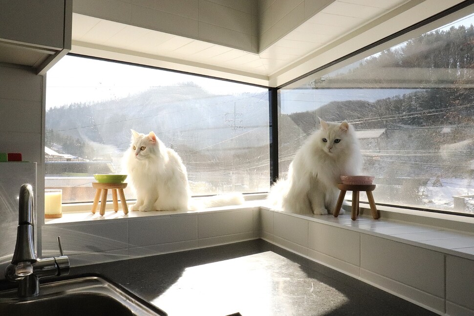 경기도 양평 도장리에 있는 주택 ‘브리사’의 두 고양이. 브리사 건축주 제공