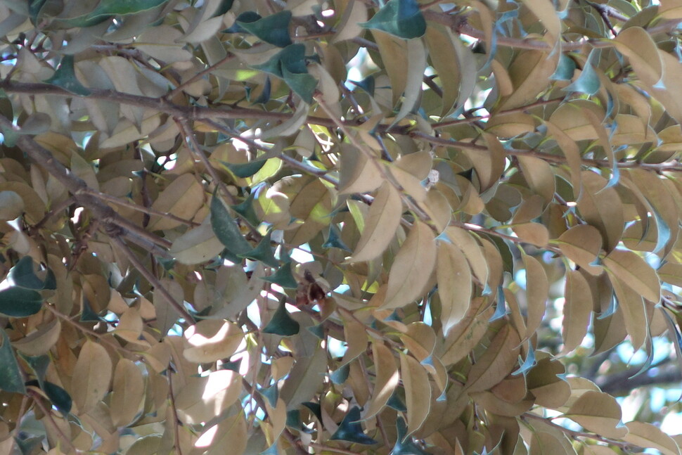 월정사 앞 가로수길의 구실잣밤나무 잎 뒷면. 앞면은 짙은 녹색이지만 뒷면은 이렇게 옅은 갈색 내지 금색을 띤다. 김양진 기자