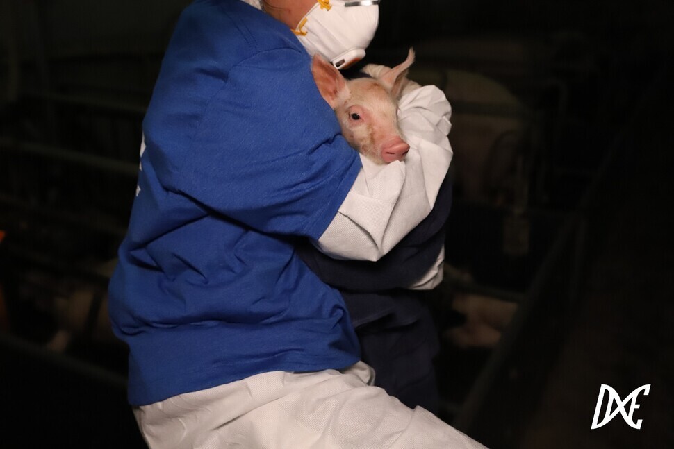 동물권단체 디엑스이(DxE) 활동가가 종돈장에서 생후 2주 된 새벽이를 구조하는 모습. DxE 제공