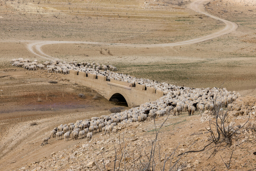 극심한 가뭄이 계속되는 가운데 29일 스페인 남부 말라가 인근 캄필로스에서 양떼들이 저수지에서 물을 마시고 돌아나오고 있다. 로이터 연합뉴스