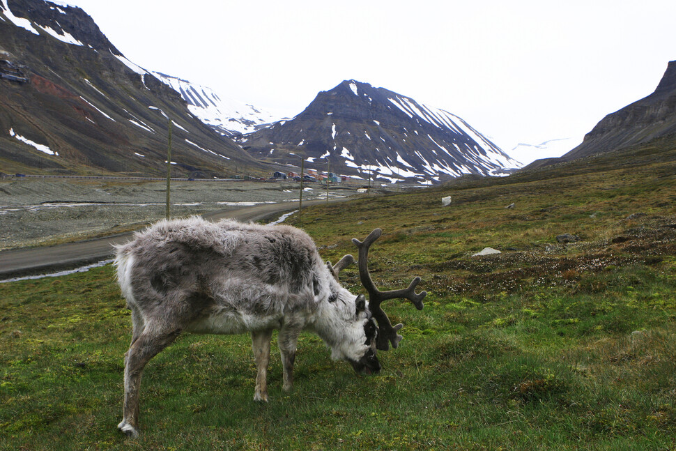 순록의 아종 가운데 가장 몸집이 작은 노르웨이 스발바르제도의 스발바르순록. 순록은 오락가락하는 겨울과 봄 날씨로 먹이를 찾는 데 어려움을 겪고 있다. 남종영