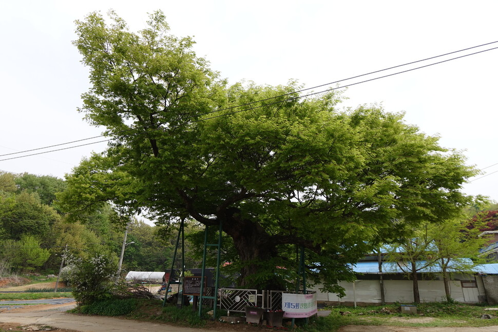 2024년 4월19일 경기 고양시 일산동구 산황산 숲 입구에 있는 690살 용뿔 느티나무. 김양진 기자