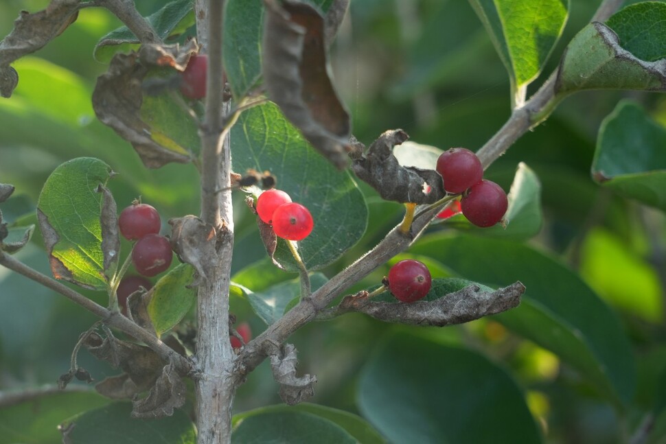 동도 망양대 탐방로 옆에 섬괴불나무가 빨간 열매를 달고 있다. 해풍에 강한 섬괴불나무는 세계적으로 울릉도와 독도에서만 자생하는 특산식물이다.