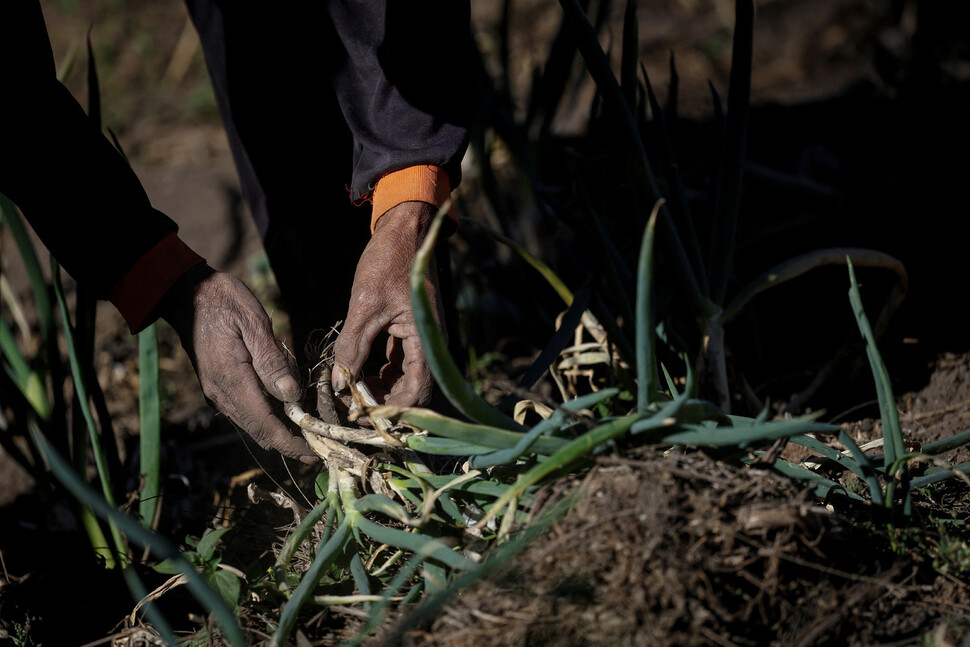 56살의 텡게르족 농부 이라완 카르노토가 파를 수확하고 있다. 원래 감자 농사를 하던 그는 가뭄으로 수익성이 낮은 파로 작물을 바꿨다.