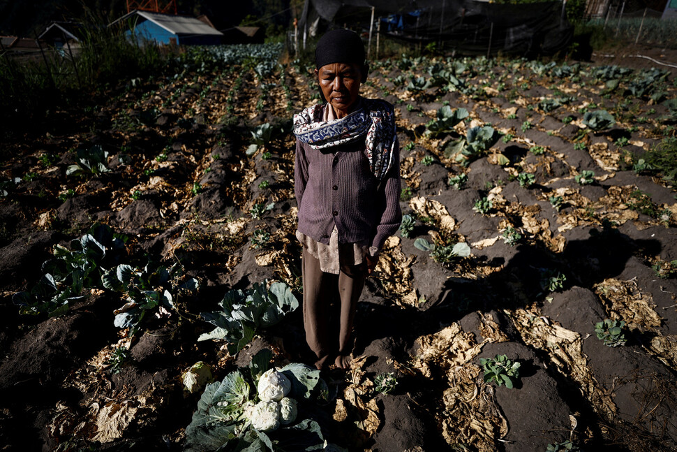 64살의 텡게르 농부 아시가 가뭄 피해를 입은 양배추밭에 서 있다.