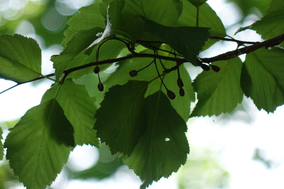 2024년 6월19일 서울 은평구 봉산의 팥배나무 잎과 열매. 김양진 기자