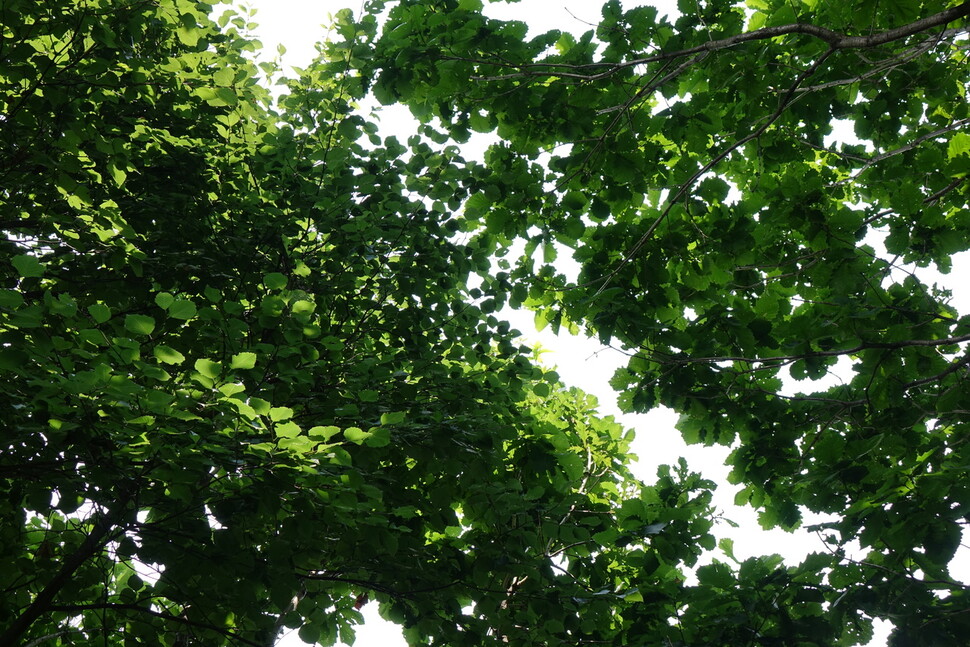 2024년 6월19일 서울 은평구 봉산의 팥배나무 군락지의 수관(잎과 가지). 왼쪽이 팥배나무, 오른쪽이 신갈나무다. 김양진 기자