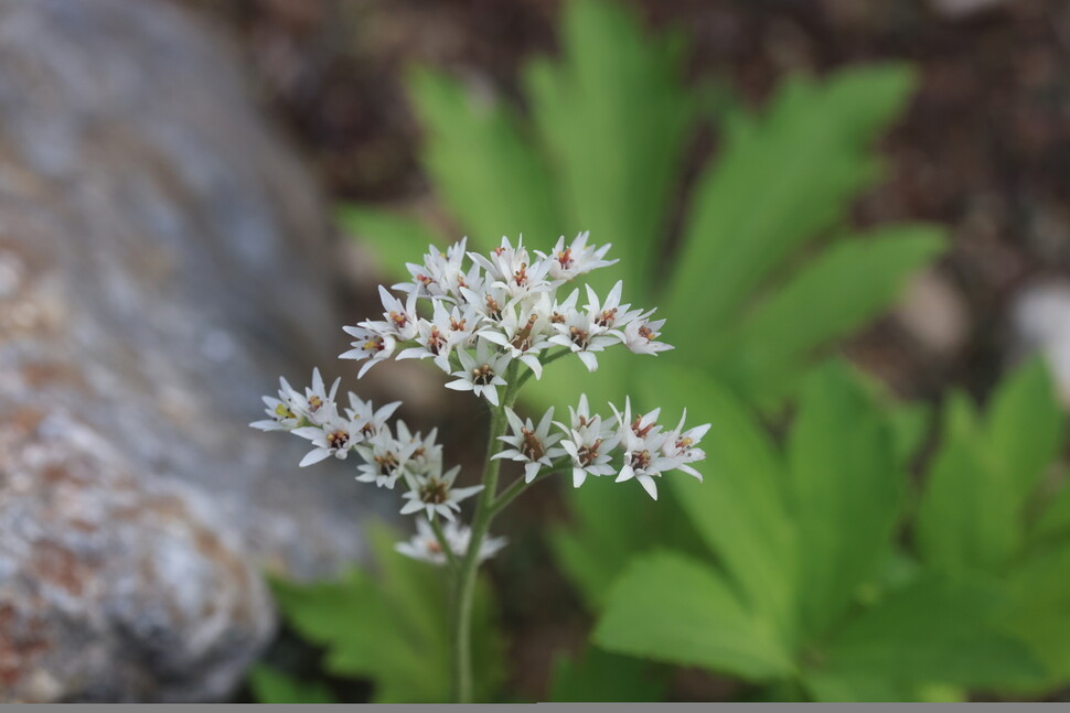 돌단풍은 하얀 잔별을 닮은 꽃을 맑게 피운다. 꽃 뒤로 손바닥을 활짝 펼친 모양의 초록 잎이 보인다. 잎은 시들지 않고 가을 늦게까지 남아 고혹적으로 붉게 물든다. 이름처럼 단풍잎을 닮았고 진짜 단풍이 드는 식물이다. 허태임