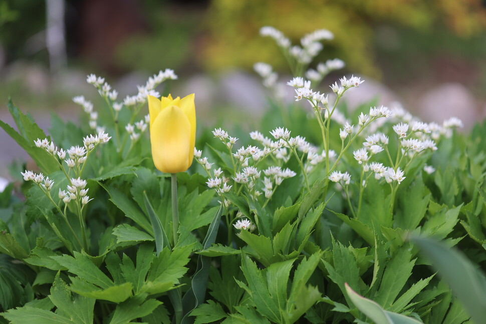 튤립과 사이좋게 자라며 꽃을 피우는 돌단풍 모습. 경북 봉화군 소천면에 있는 카페 정원에서 담았다. 허태임