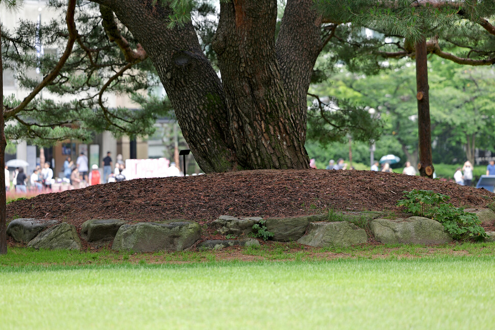 2025년 6월25일 오전 서울 종로구 청와대 녹지원의 170살 반송. 이종근 선임기자