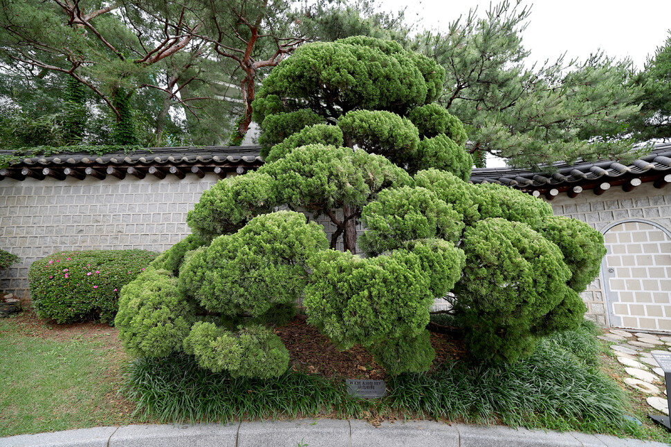 2025년 6월25일 오전 서울 종로구 청와대 영빈관 서편 박정희 전 대통령이 1978년 12월23일 기념식수한 가이즈카향나무 . 이종근 선임기자