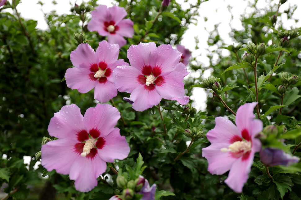 2025년 6월25일 서울 종로구 청와대 영빈관 앞 김대중 대통령 부부가 기념식수한 무궁화(홍단심). 2000년 6월13~15일 남북 정상회담을 기념하고자 6월17일 심었다. 당시 김대중 대통령은 무궁화 전문가 심경구 성균관대 교수에게 경호차장을 보내 “가장 좋은 무궁화 품종을 골라달라”고 요청해 홍단심 무궁화를 받았다. 이종근 선임기자