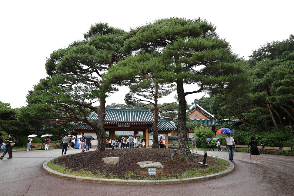 2025년 6월25일 오전 서울 종로구 청와대 관저 앞 소나무 세 그루. 원래 세 그루 다 노태우 대통령이 심었지만, 한 그루가 고사하자 노무현 대통령이 이어서 심었다. 이종근 선임기자