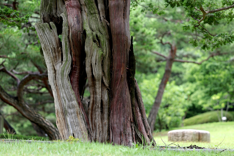 2025년 6월25일 오전 서울 종로구 청와대 옛 본관 터의 740살 주목. 이종근 선임기자