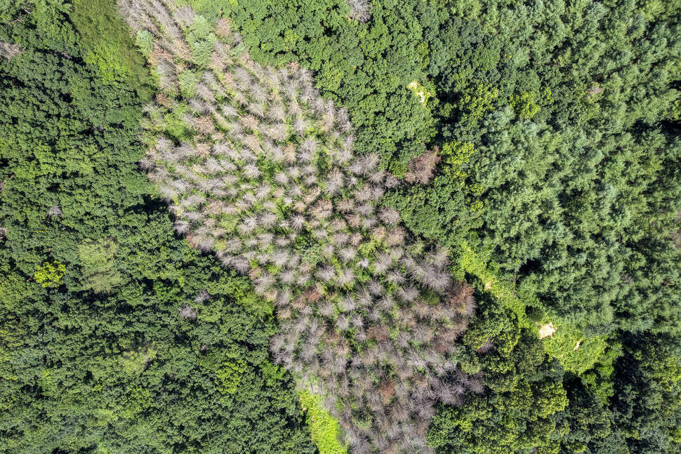푸른 산자락에 갈색과 회색의 죽음 빛이 띠처럼 번지고 있다.