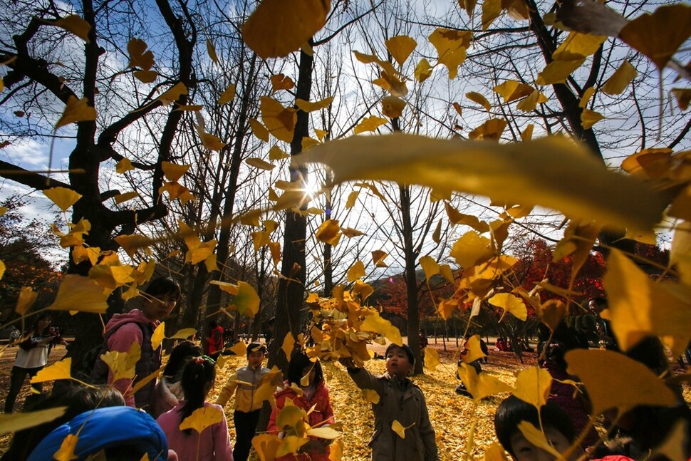 노란잎이 다시 깔린 은행나무길. 파란 하늘로 낙엽을 한 움큼씩 던지며 아이들이 가을을 만끽하고 있다.