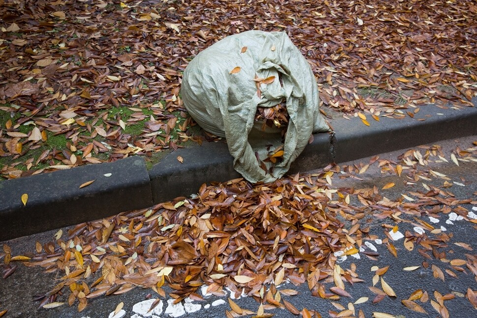 낙엽이 잔뜩 자루에 담겨 있다.