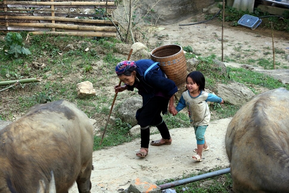 하우타오 마을에서 흐몽족 할머니와 아이가 다정하게 손을 붙잡고 물소 뒤를 따르고 있다.