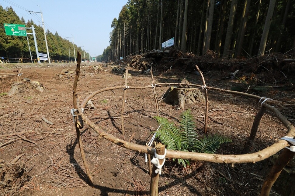 삼나무 900여 그루가 잘려나간 자리에 다시 자라난 어린 수목. 시민들이 울타리를 만들어주었다.