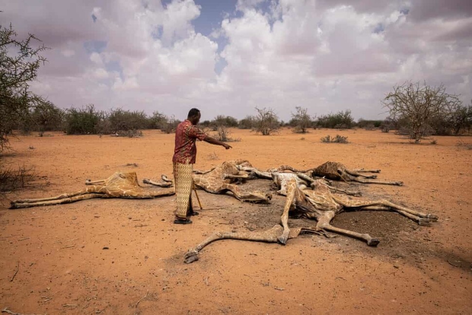 케냐 북동부 와지르카운티의 한 마을 촌장이 죽은 기린 사체들을 가리키고 있다. 게티이미지(Ed Ram 촬영)