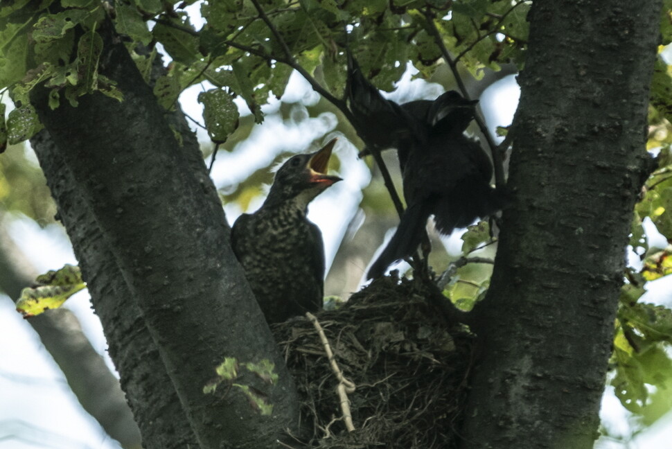 대륙검은지빠귀 어미가 먹이를 가지고 새끼를 둥지 밖으로 유인하고 있다.