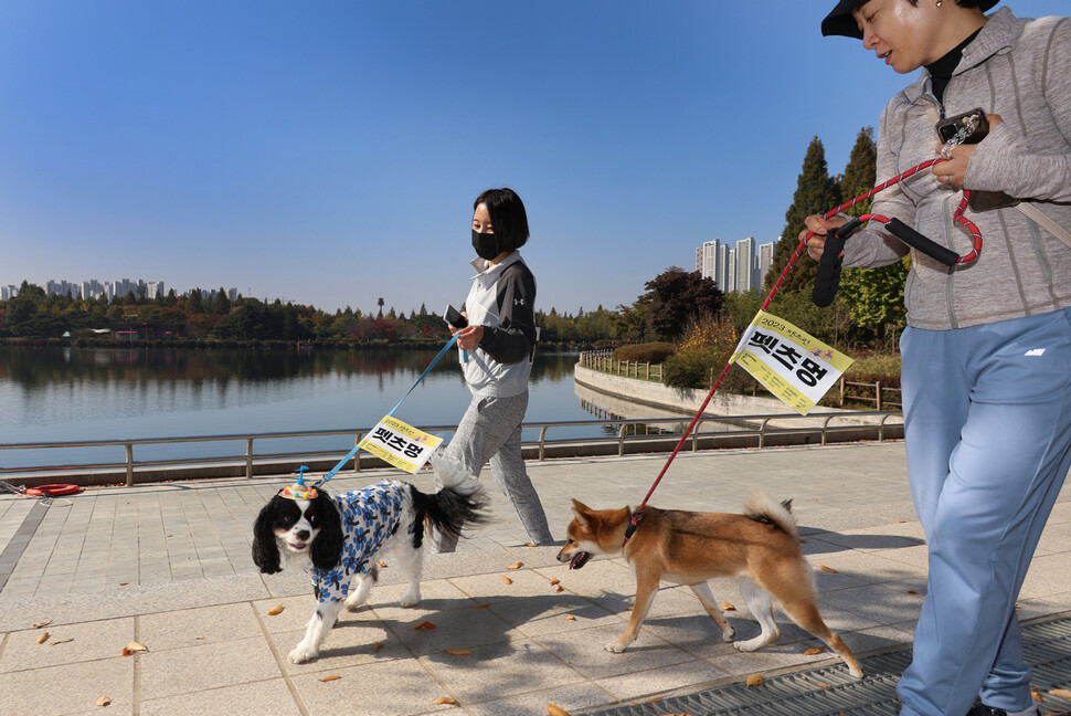 ‘2023 펫츠런’에 참가한 토르(왼쪽)와 룽자가 2023년 10월28일 반려인과 함께 경기도 일산동구 장항동 호수공원을 걷고 있다.