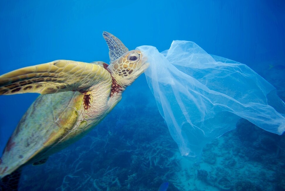 플라스틱 쓰레기를 섭취하는 거북이. 미세플라스틱은 어떤 해양물이든 섭취할 수 있어, 동물성 플랑크톤에서부터 거북이, 해양 포유류에 이르기까지 다양한 동물에서 발견된다. 그린피스 제공