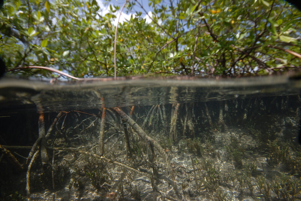 거대 세균이 사는 과들루프의 홍수림. 물 밑바닥에 떨어진 나뭇잎에 부착해 산다. 피에르 파스칼 제공.