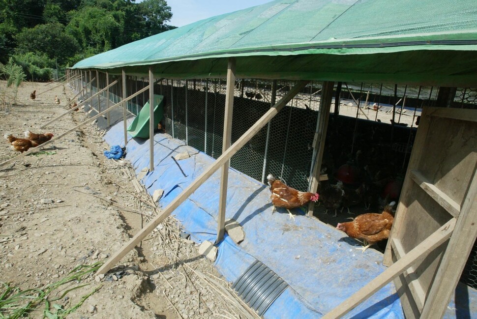 한 방사식 양계농장에서 자라는 닭들. 이 농장에서는 닭에게 근처 야산에서 베어온 풀을 준다. 한겨레 자료