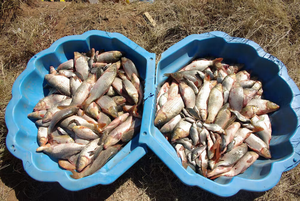 외래종 잉어는 일부 강에서 전체 물고기 중량의 90%를 차지할 정도 번성했다. 채집한 물고기 가운데 토종 어류는 드물게 보일 뿐이다. 카티 도일 제공.