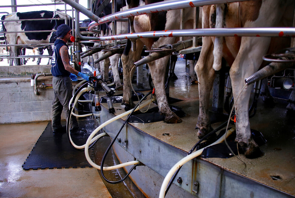 2016년 11월 오스트레일리아 최대 유제품 산업단지가 있는 태즈메이니아주 스미스턴의 한 공장식 축산농장 착유대에서 작업자가 젖소에게 착유기를 부착하고 있다. REUTERS 연합뉴스