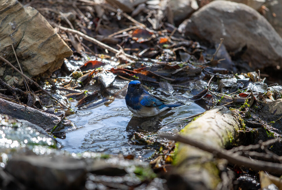 광택 나는 푸른색 깃을 가진 큰유리새가 물에 들어가 몸을 식히고 있다.