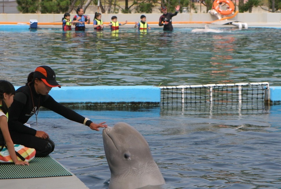 A beluga whale during an experience program at Geoje Sea World in 2014. (by Nam Jong-young