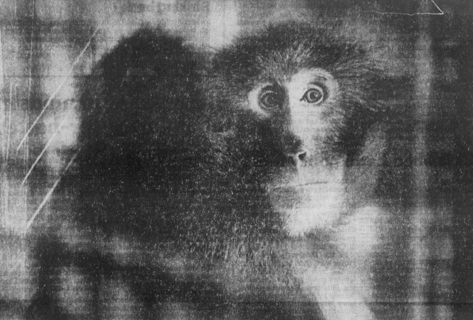 1988년 1월 알피의 포획을 알린 지역일간지 1면 기사에 실린 알피의 모습.  피츠버그 포스트 가제트 갈무리