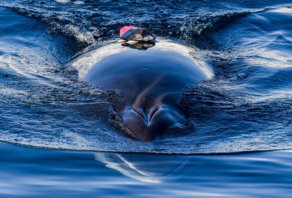 An Antarctic minke whale is seen here tagged with a cup that includes a camera, GPS, recorder and speed sensor. (provided by Ari Friedlaender, NOAA)