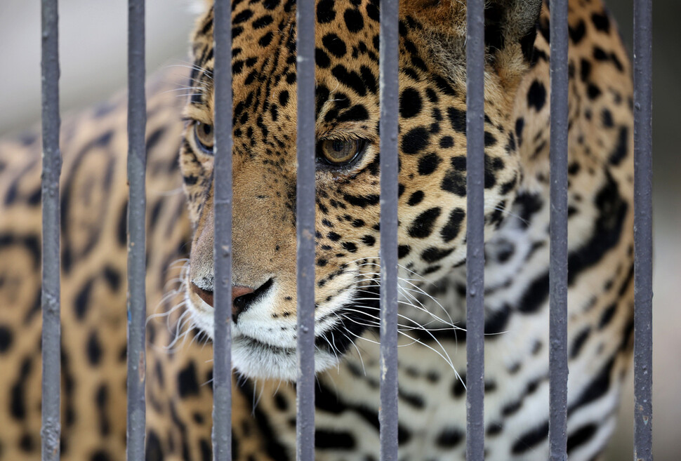 A jaguar hovers in a small cage.  Reporter Park Jong-shik